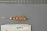 Click for 1 image(s) for this accession. Spike